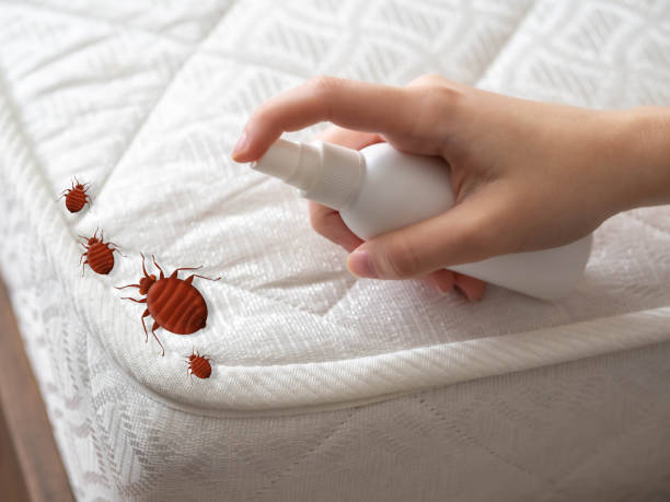 Best Emergency Pest Control  in Tillson, NY